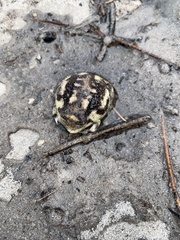 Breviceps namaquensis