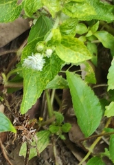 Ageratum conyzoides