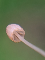 Mycena pterigena