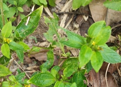Synedrella