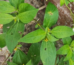 Synedrella