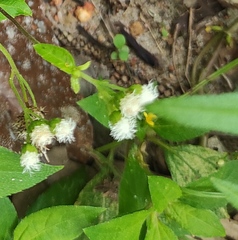 Ageratum conyzoides
