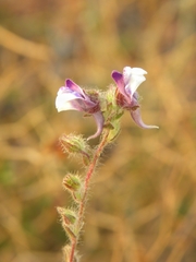 Kickxia lanigera