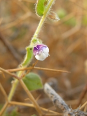 Kickxia lanigera