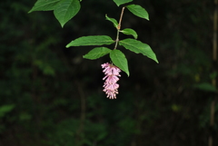Syringa komarowii