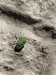 Thyanta custator accerra