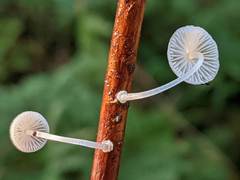 Mycena stylobates
