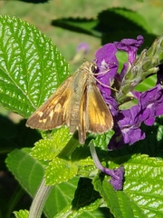 Atalopedes campestris