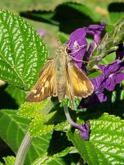 Atalopedes campestris