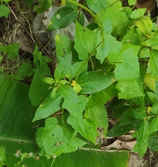 Synedrella