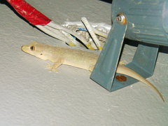 Hemidactylus flaviviridis