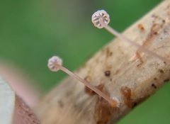 Mycena pterigena