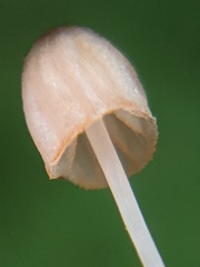 Mycena pterigena