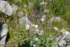 Nepeta nepetella