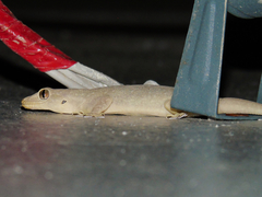 Hemidactylus flaviviridis