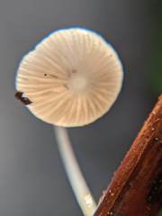 Mycena stylobates
