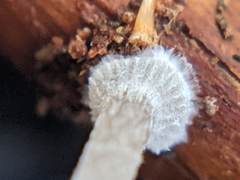 Mycena stylobates
