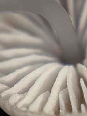 Mycena stylobates