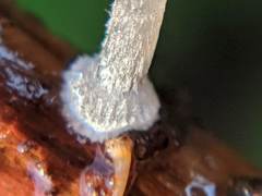 Mycena stylobates