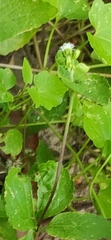 Ageratum conyzoides