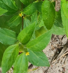 Synedrella