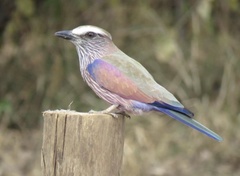 Coracias naevius mosambicus