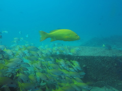 Mycteroperca rosacea