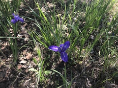 Iris macrosiphon