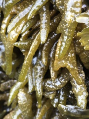 Fucus distichus edentatus