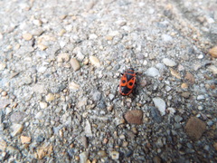 Pyrrhocoris apterus