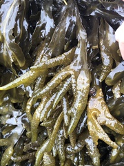 Fucus distichus edentatus