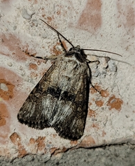 Sympistis occata