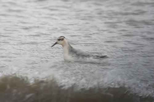 Red Phalarope, Nederland, photo 9 of 10