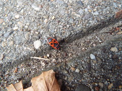 Pyrrhocoris apterus