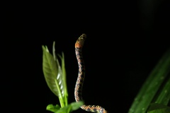 Siphlophis cervinus