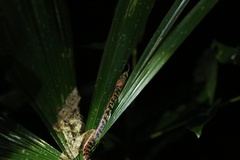 Siphlophis cervinus