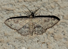 Cyclophora nanaria