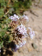 Junellia crithmifolia