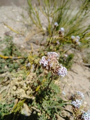 Junellia crithmifolia