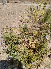 Junellia crithmifolia