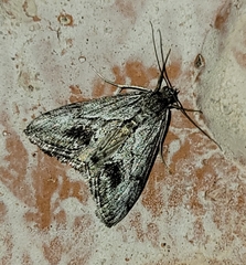 Evergestis simulatilis