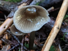 Mycena quiniaultensis