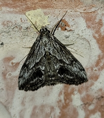 Evergestis simulatilis