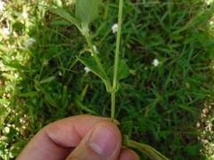 Asystasia intrusa