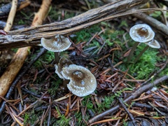 Mycena quiniaultensis
