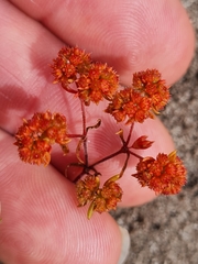 Crassula natans