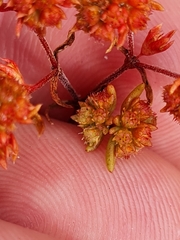 Crassula natans