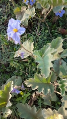 Solanum comptum