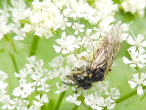 Tenthredo korabica