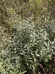Salix humilis tristis